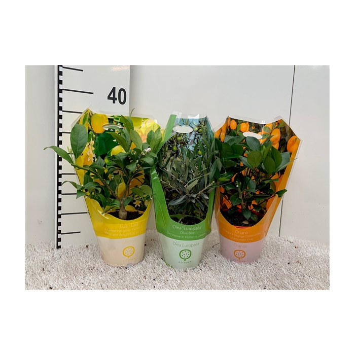 <h4>Algarve Mix Citrus & Olea (no fruits) carry-bag</h4>