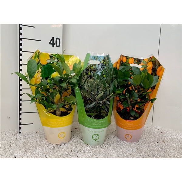 Algarve Mix Citrus & Olea (no fruits) carry-bag