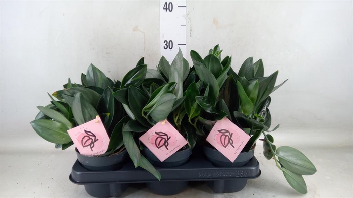 <h4>Scindapsus treubii 'Dark Form'</h4>