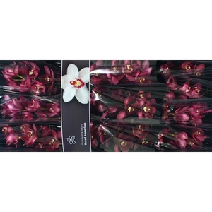 Cymb Tak Barolo x 10