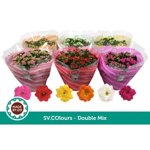 Kalanchoë Double Mix in SV.COloursleeve