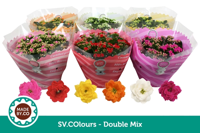 <h4>Kalanchoë Double Mix in SV.COloursleeve</h4>