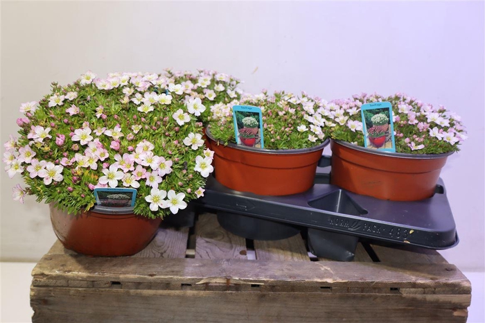 <h4>arr8 Saxif Arendsii</h4>