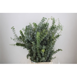 Euca Baby Blue 200gr P Bunch