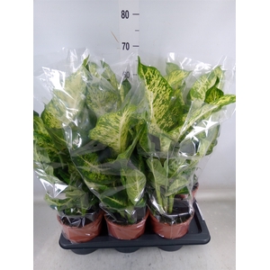 Dieffenbachia  'Mars'