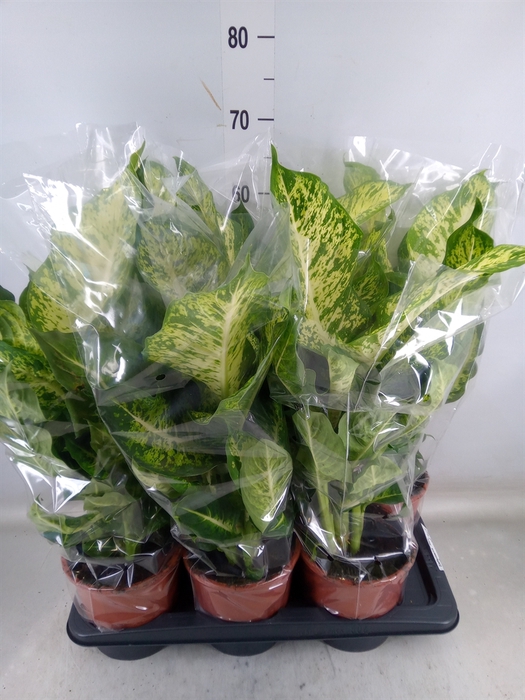 <h4>Dieffenbachia  'Mars'</h4>