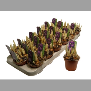 Crocus Flower Record