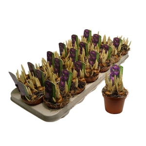 arr8 Crocus Flower Record