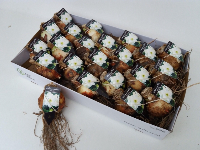 <h4>BLOEMBOL HIPPEASTRUM</h4>