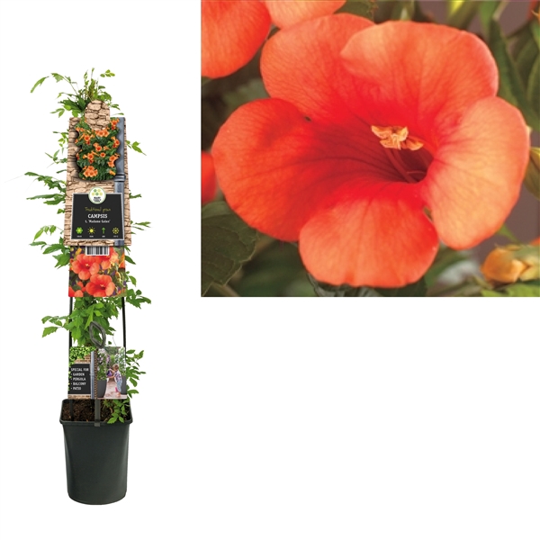 <h4>Campsis t. 'Madame Galen' +3.0 label</h4>