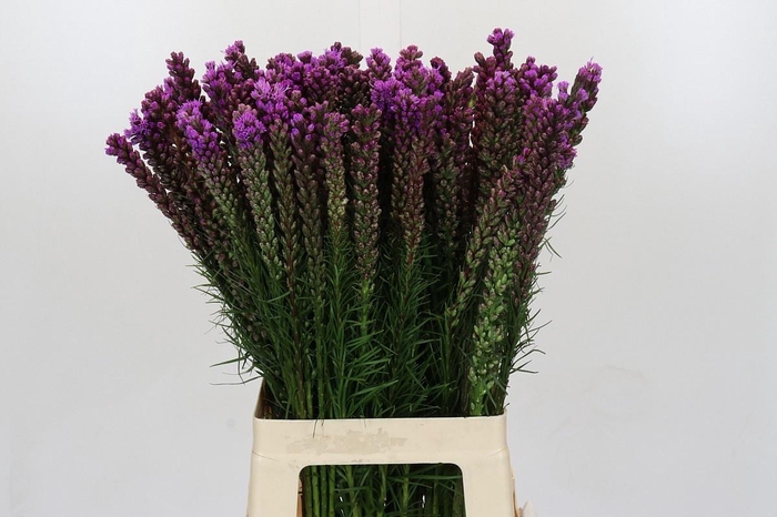 <h4>LIATRIS SPICATA</h4>