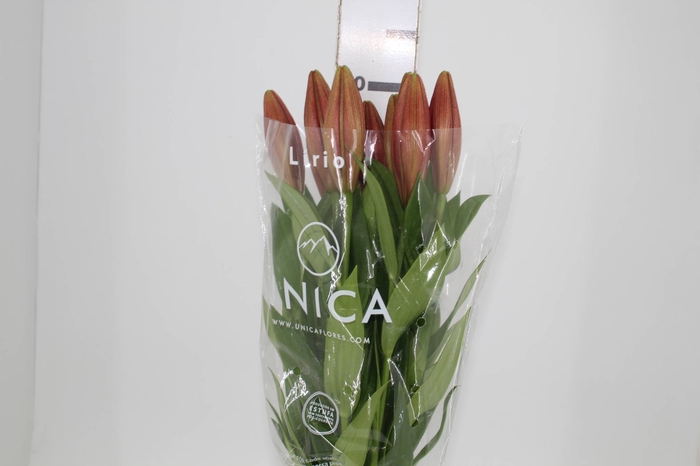 <h4>ALSTROEMERIA PRESTIGE 080 CM BRANCO</h4>