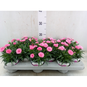 Dianthus  'I Love U'