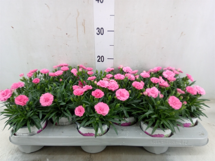 <h4>Dianthus  'I Love U'</h4>