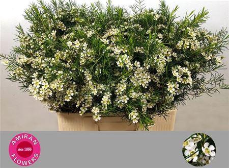 <h4>Chame Un Ofir</h4>