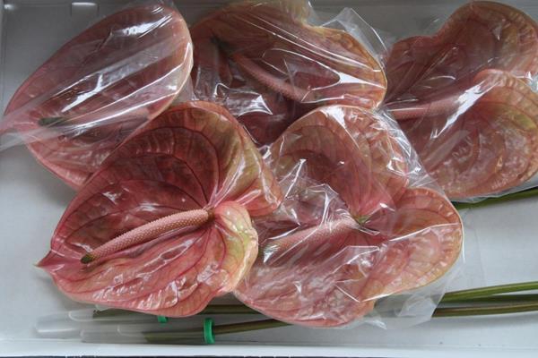 <h4>Anth A Cognac X 10</h4>