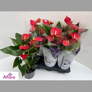 ANTHU AN BAMBINO RED