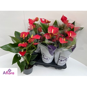 ANTHU AN BAMBINO RED