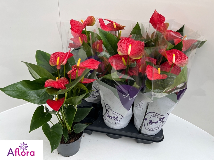 <h4>ANTHU AN BAMBINO RED</h4>