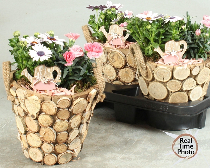 <h4>ARR TUINPLANTEN</h4>