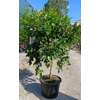 Citrus hystrix
