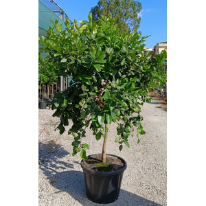 Citrus hystrix