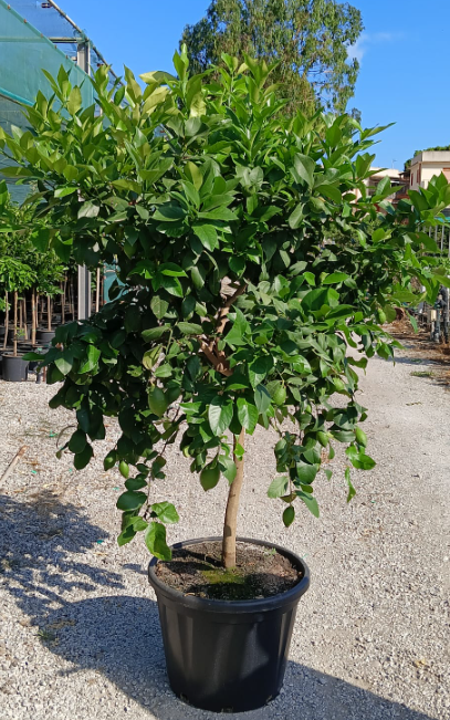 <h4>Citrus hystrix</h4>