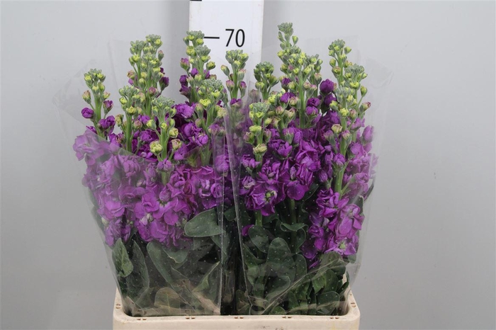 <h4>Matth Iron Purple</h4>