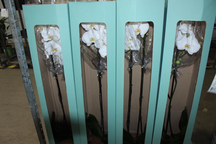 <h4>PHALAENOPSIS P24 MAJORIS BRANCO 2 HT</h4>