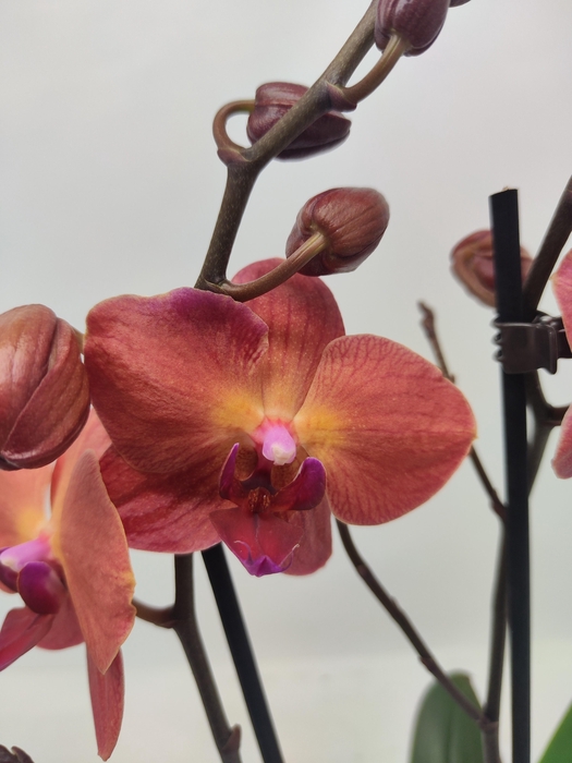 <h4>Limited 61 week 2</h4>