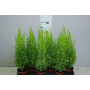 Cupressus Wilma