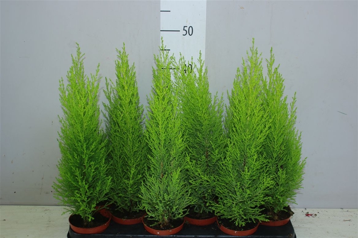 <h4>Cupressus Wilma</h4>