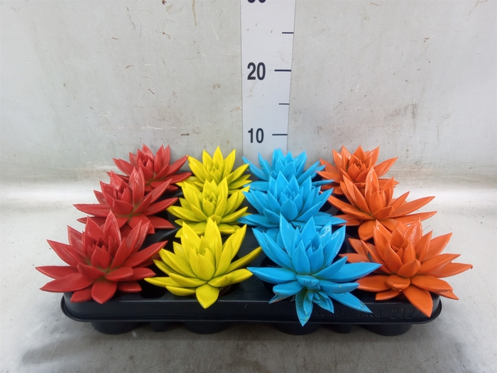 <h4>Echeveria  'Miranda'</h4>