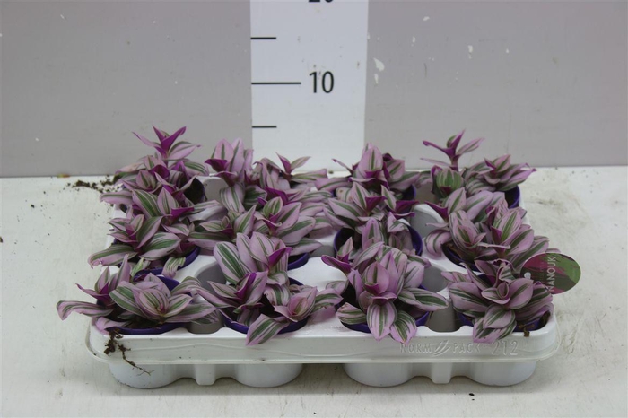 <h4>Tradescantia Albiflora 'nanouk'</h4>