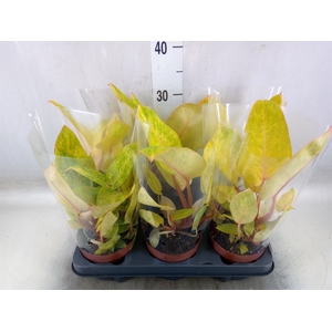 Philodendron  'Painted Lady'