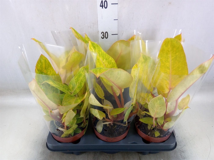 <h4>Philodendron  'Painted Lady'</h4>