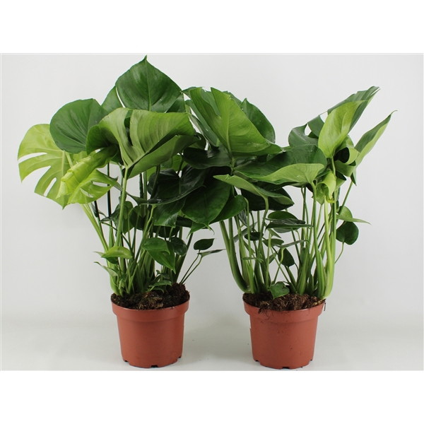 <h4>Monstera Deliciosa P21</h4>