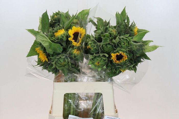 <h4>Helianthus Orange Fire</h4>