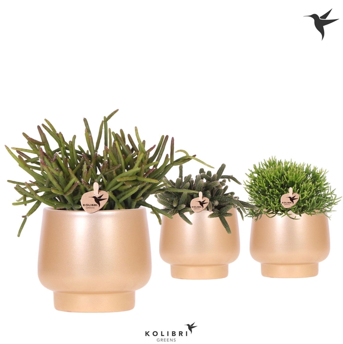 <h4>Kolibri Greens Rhipsalis mix in Scandic pot gold</h4>
