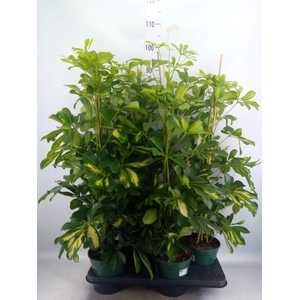 Schefflera arbor. 'Dalton'