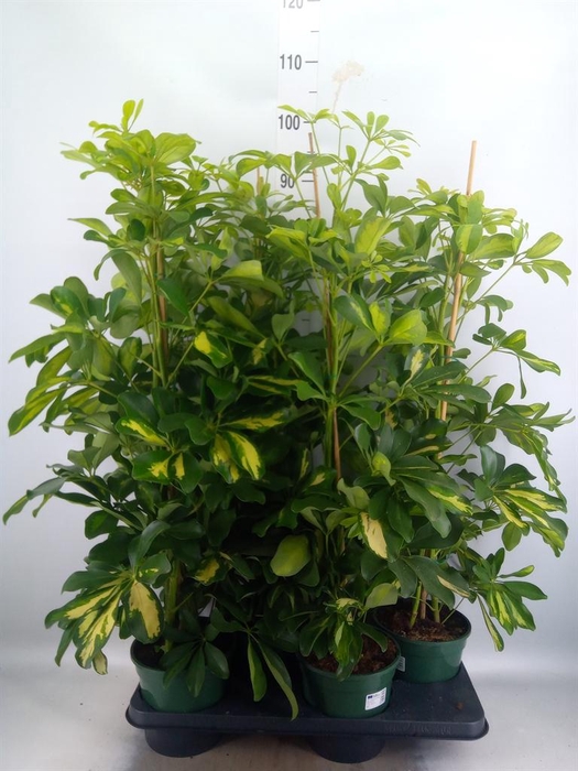<h4>Schefflera arbor. 'Dalton'</h4>