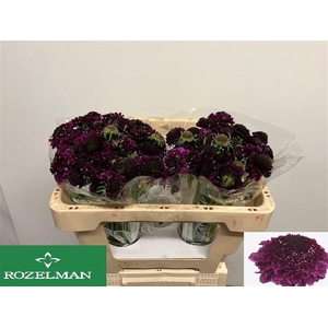 SCAB AT F SCOOP D PU