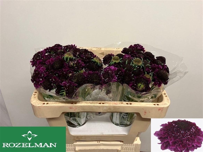 <h4>SCAB AT F SCOOP D PU</h4>