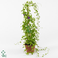 Lophospermum scandens