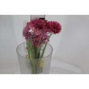 GERBERA SPIDER AMAZING < 050 CM > 10 CM DIAM