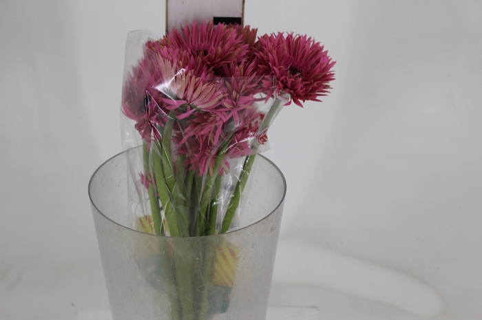 <h4>GERBERA SPIDER AMAZING < 050 CM > 10 CM DIAM</h4>