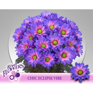 Chr tr Chic paint