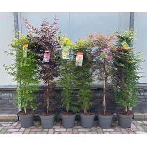 Acer palm. 'Mix' zuil