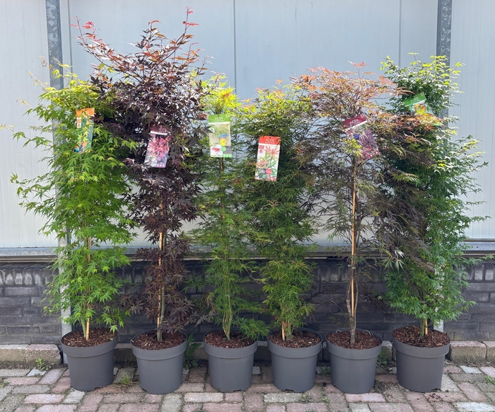 <h4>Acer palm. 'Mix' zuil</h4>