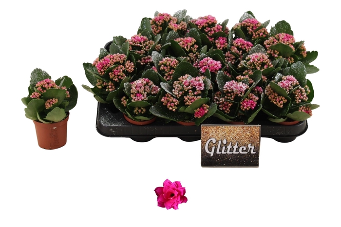 <h4>KAL GE DON VICTORIO</h4>